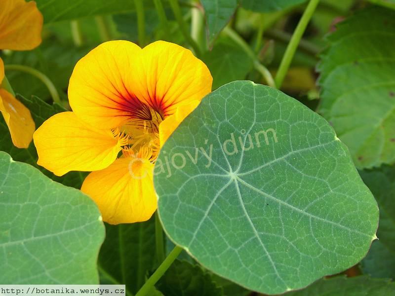 Lichořeřišnice semeno